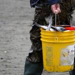 A fisher carries a bucket full of sockeye salmon from the shore of Cook Inlet during the first day of the Kenai River personal use dipnet fishery on Thursday, July 10, 2025. (Jake Dye/Peninsula Clarion)