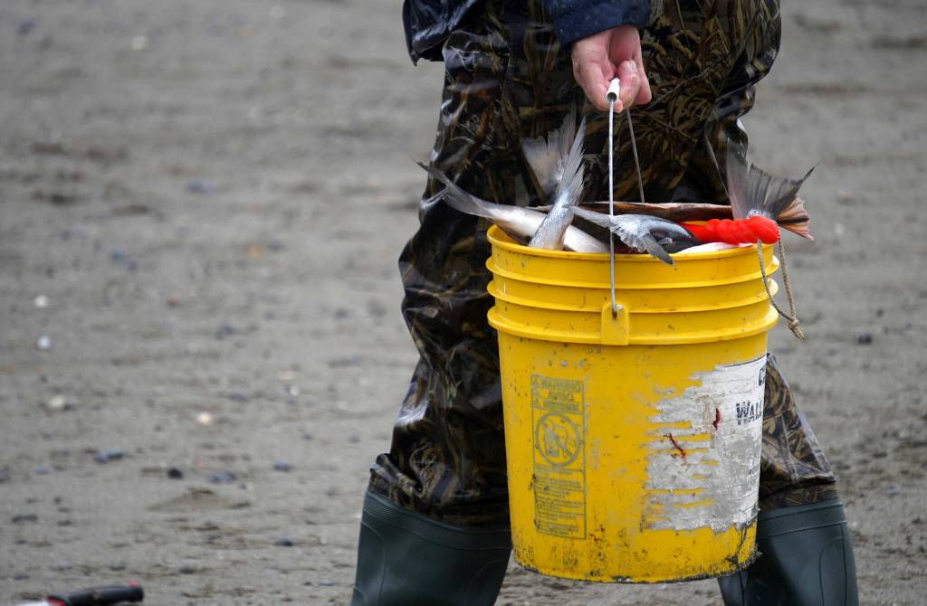 A fisher carries a bucket full of sockeye salmon from the shore of Cook Inlet during the first day of the Kenai River personal use dipnet fishery on Thursday, July 10, 2025. (Jake Dye/Peninsula Clarion)