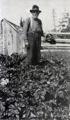 Photo from the May 1950 issue of the Alaska Sportsman Magazine.
Steve Melchior stands in his garden, holding produce, along the middle Kenai River, circa 1920s.