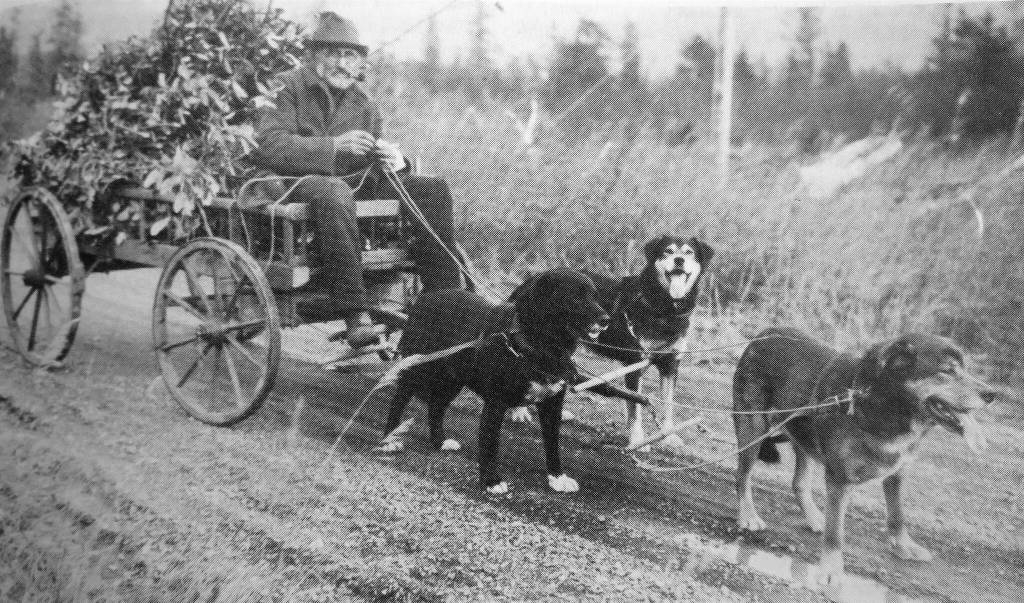 This is the most famous photograph of Steve Melchior, as a copy of it resides in the Anchorage Museum of History and Art. The Melchior family owns a very similar photograph, with a note in pencil from Steve Melchior on the back. The note, written for family members back in Germany in the late 1920s when Melchior was suffering from rheumatism, says, That is the only way I can get out because my legs wont walk anymore. I dont like driving a car, and the dogs take me wherever I want to go. The one in the front is called Bill (in German, Wilhelm), and the one on the left is called Waldman. The black one on the right is called Nick or Nikolaus. Three good, loyal workers, my bodyguard.