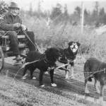 This is the most famous photograph of Steve Melchior, as a copy of it resides in the Anchorage Museum of History and Art. The Melchior family owns a very similar photograph, with a note in pencil from Steve Melchior on the back. The note, written for family members back in Germany in the late 1920s when Melchior was suffering from rheumatism, says, That is the only way I can get out because my legs wont walk anymore. I dont like driving a car, and the dogs take me wherever I want to go. The one in the front is called Bill (in German, Wilhelm), and the one on the left is called Waldman. The black one on the right is called Nick or Nikolaus. Three good, loyal workers, my bodyguard.