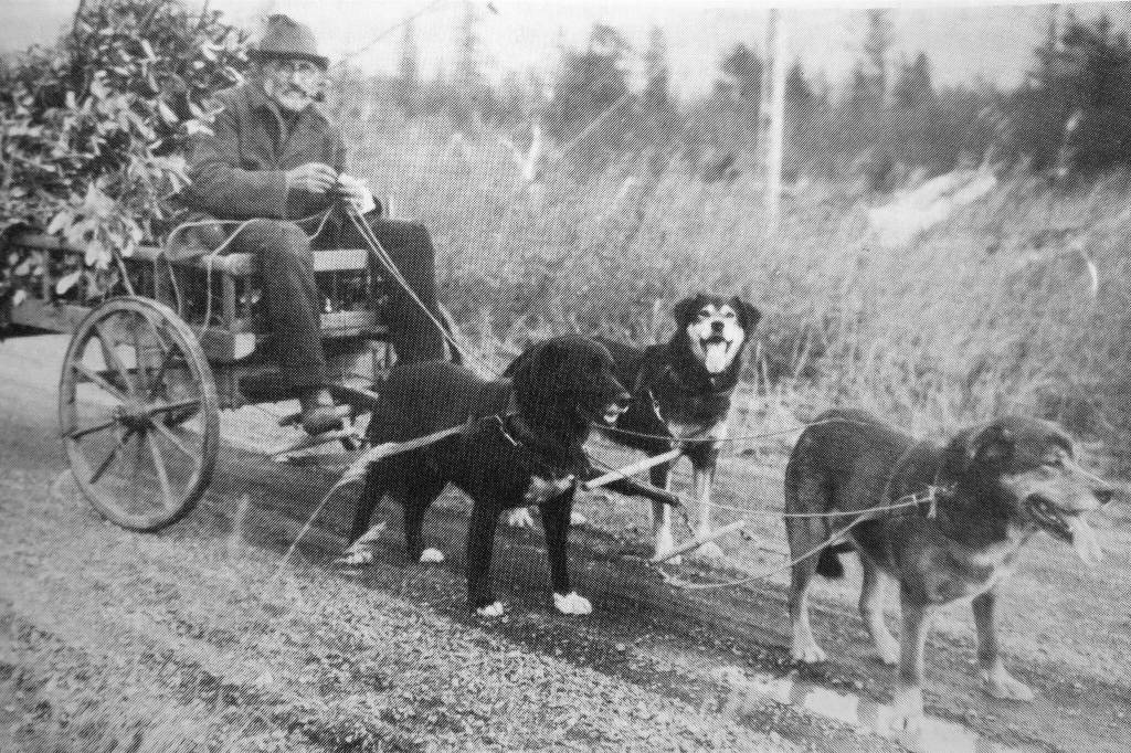 This is the most famous photograph of Steve Melchior, as a copy of it resides in the Anchorage Museum of History and Art. The Melchior family owns a very similar photograph, with a note in pencil from Steve Melchior on the back. The note, written for family members back in Germany in the late 1920s when Melchior was suffering from rheumatism, says, That is the only way I can get out because my legs wont walk anymore. I dont like driving a car, and the dogs take me wherever I want to go. The one in the front is called Bill (in German, Wilhelm), and the one on the left is called Waldman. The black one on the right is called Nick or Nikolaus. Three good, loyal workers, my bodyguard.