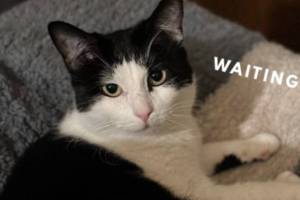 A screenshot of a photo from the rescue's Facebook page shows Sushi, a cat looking for a home for over two years now. (Photo courtesy of Clear Creek Cat Rescue)