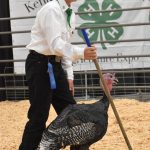 Ian Chihuly displays the Grand Champion Market Turkey at the Junior Market Livestock Auction at the Kenai Peninsula District 4-H Agriculture Expo on Saturday, July 27, 2025, at the Soldotna Regional Sports Complex in Soldotna, Alaska. (Photo by Jeff Helminiak/Peninsula Clarion)
