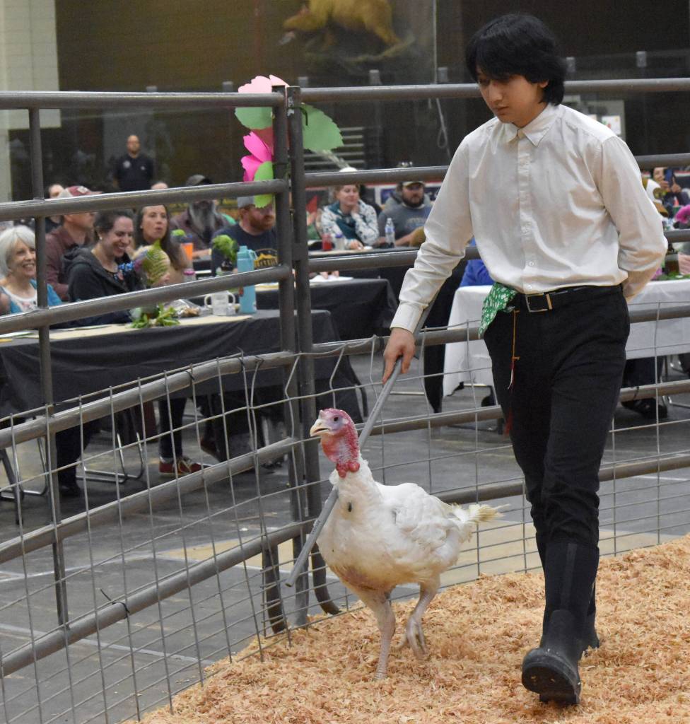 Xiling Tanner displays his Community Service Turkey at the Junior Market Livestock Auction at the Kenai Peninsula District 4-H Agriculture Expo on Saturday, July 27, 2025, at the Soldotna Regional Sports Complex in Soldotna, Alaska. (Photo by Jeff Helminiak/Peninsula Clarion)