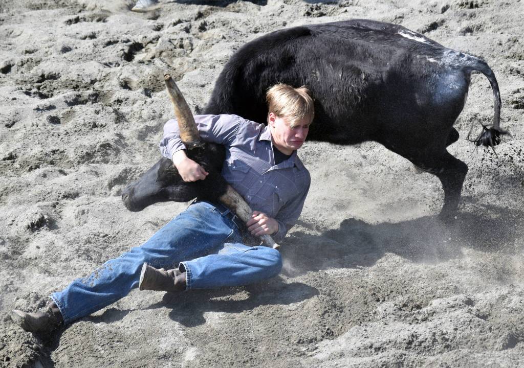 David Price competes in Chute Dogging at the third Soldotna Equestrian Association rodeo of the year Sunday, July 27, 2025, at the Soldotna Rodeo Grounds in Soldotna, Alaska. (Photo by Jeff Helminiak/Peninsula Clarion)