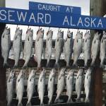 Silver salmon hang in the Seward Boat Harbor during the 2018 Seward Silver Salmon Derby. (Photo courtesy of Seward Chamber of Commerce)