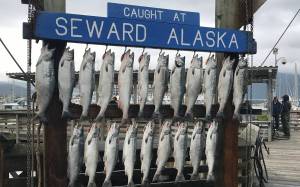 Silver salmon hang in the Seward Boat Harbor during the 2018 Seward Silver Salmon Derby. (Photo courtesy of Seward Chamber of Commerce)