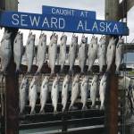 Silver salmon hang in the Seward Boat Harbor during the 2018 Seward Silver Salmon Derby. (Photo courtesy of Seward Chamber of Commerce)