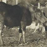 This photograph of Steve Melchior feeding his pet moose Elsie was almost certainly taken in Seward shortly before he transported Elsie to a zoo in Detroit. (Photo courtesy of the Melchior Family Collection)