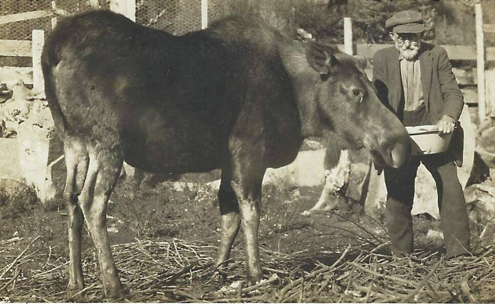 This photograph of Steve Melchior feeding his pet moose Elsie was almost certainly taken in Seward shortly before he transported Elsie to a zoo in Detroit. (Photo courtesy of the Melchior Family Collection)