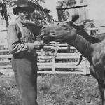 Steve Melchior feeds a young bull on his moose ranch along the Kenai River, circa early 1920s. The bull is probably his pet named Tommy. On the back of this photo, which Melchior sent to family members in Germany, he wrote: I chase the flies off his face and ears. The horns are not yet fully grown at this time. (Photo courtesy of the Melchior Family Collection)