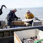Gary Hollier, center, and other east side setnetters offload sockeye salmon on a beach in Kalifornsky, Alaska, on Wednesday, Aug. 6, 2025. (Jake Dye/Peninsula Clarion)