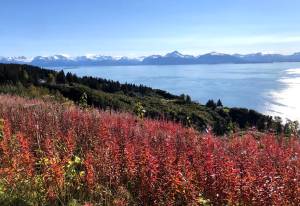 Fireweed is seen on a hillside in Homer, Alaska, on Sept. 26, 2025. (Photo by Erin Thompson/Peninsula Clarion file)