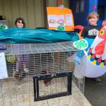 Kenai Peninsula District 4-H chickens are on display at the Kenai Peninsula Fair, Aug. 8-10, 2025, in Ninilchik, Alaska. Photo courtesy of Jack Money