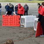 A crowd gathers as a seal is released into Cook Inlet by the Alaska SeaLife Centers Wildlife Response Program at North Kenai Beach in Kenai, Alaska, on Thursday, Aug. 21, 2025. (Jonas Oyoumick/Peninsula Clarion)