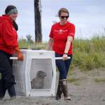Staff from the Alaska SeaLife Centers Wildlife Response Program prepare a harbor seal to be released into Cook Inlet at North Kenai Beach in Kenai, Alaska, on Thursday, Aug. 21, 2025. (Jake Dye/Peninsula Clarion)