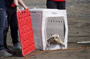 A harbor seal is released into Cook Inlet by the Alaska SeaLife Centers Wildlife Response Program at North Kenai Beach in Kenai, Alaska, on Thursday, Aug. 21, 2025. (Jake Dye/Peninsula Clarion)