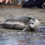 A harbor seal is released into Cook Inlet by the Alaska SeaLife Centers Wildlife Response Program at North Kenai Beach in Kenai, Alaska, on Thursday, Aug. 21, 2025. (Jake Dye/Peninsula Clarion)