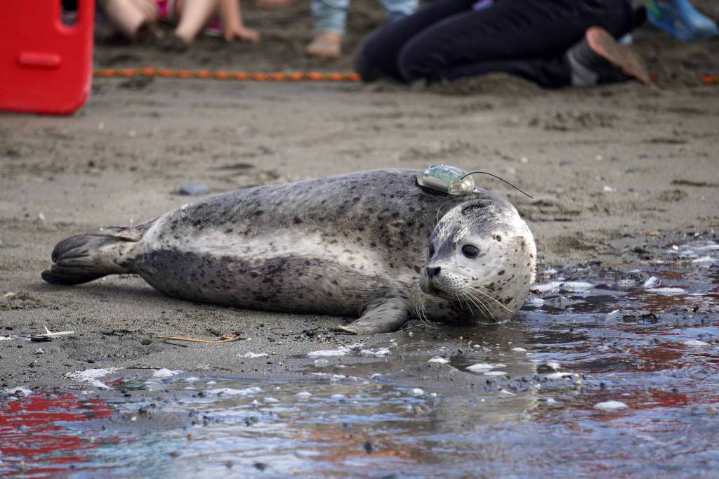 A harbor seal is released into Cook Inlet by the Alaska SeaLife Centers Wildlife Response Program at North Kenai Beach in Kenai, Alaska, on Thursday, Aug. 21, 2025. (Jake Dye/Peninsula Clarion)
