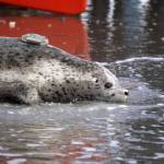 A harbor seal is released into Cook Inlet by the Alaska SeaLife Centers Wildlife Response Program at North Kenai Beach in Kenai, Alaska, on Thursday, Aug. 21, 2025. (Jake Dye/Peninsula Clarion)