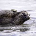 A harbor seal is released into Cook Inlet by the Alaska SeaLife Centers Wildlife Response Program at North Kenai Beach in Kenai, Alaska, on Thursday, Aug. 21, 2025. (Jake Dye/Peninsula Clarion)