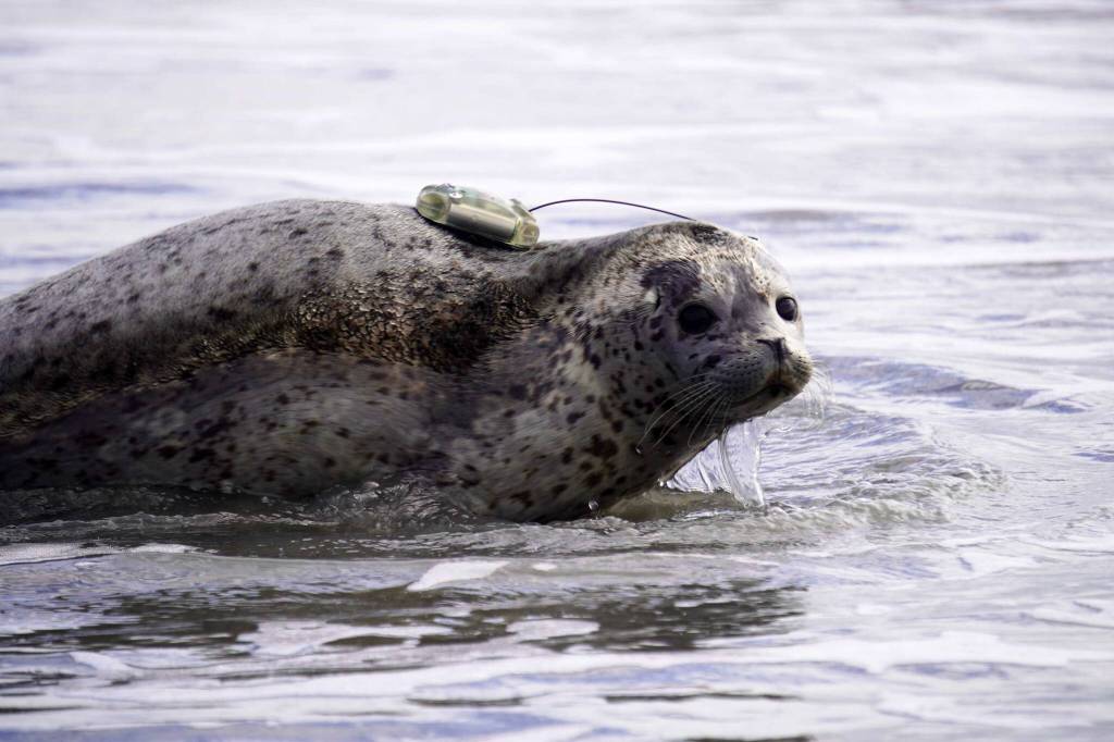 A harbor seal is released into Cook Inlet by the Alaska SeaLife Centers Wildlife Response Program at North Kenai Beach in Kenai, Alaska, on Thursday, Aug. 21, 2025. (Jake Dye/Peninsula Clarion)