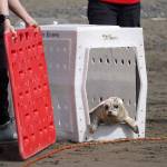 A harbor seal is released into Cook Inlet by the Alaska SeaLife Centers Wildlife Response Program at North Kenai Beach in Kenai, Alaska, on Thursday, Aug. 21, 2025. (Jake Dye/Peninsula Clarion)