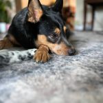 The authors puppy, Ruthie, is seen in this undated photo. (Photo courtesy Meredith Harber)