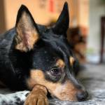 The author's puppy, Ruthie, is seen in this undated photo. (Photo courtesy Meredith Harber)