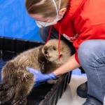 A sea otter pup rescued in Homer in the summer of 2025 receives care from the Alaska SeaLife Center and Chicago's Shedd Aquarium while being rehabilitated at ASLC in Seward, Alaska. Photo courtesy Kaiti Grant/Alaska SeaLife Center