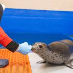 Kova, a spotted seal pup rescued from Nome in June, touches his nose to an Alaska SeaLife Center staff member's hand in this photo taken Oct. 10, 2025, at the Alaska SeaLife Center in Seward, Alaska. Photo courtesy Kaiti Grant/Alaska SeaLife Center