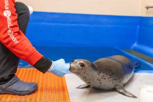 Kova, a spotted seal pup rescued from Nome in June, touches his nose to an Alaska SeaLife Center staff member's hand in this photo taken Oct. 10, 2025, at the Alaska SeaLife Center in Seward, Alaska. Photo courtesy Kaiti Grant/Alaska SeaLife Center