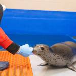 Kova, a spotted seal pup rescued from Nome in June, touches his nose to an Alaska SeaLife Center staff members hand in this photo taken Oct. 10, 2025, at the Alaska SeaLife Center in Seward, Alaska. Photo courtesy Kaiti Grant/Alaska SeaLife Center