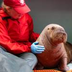 Uki, the walrus calf rehabilitated at Alaska SeaLife Center in August 2024 before being rehomed to SeaWorld Orlando, is photographed with an ASLC staff member on Aug. 7, 2024. Photo courtesy of Kaiti Grant/Alaska SeaLife Center