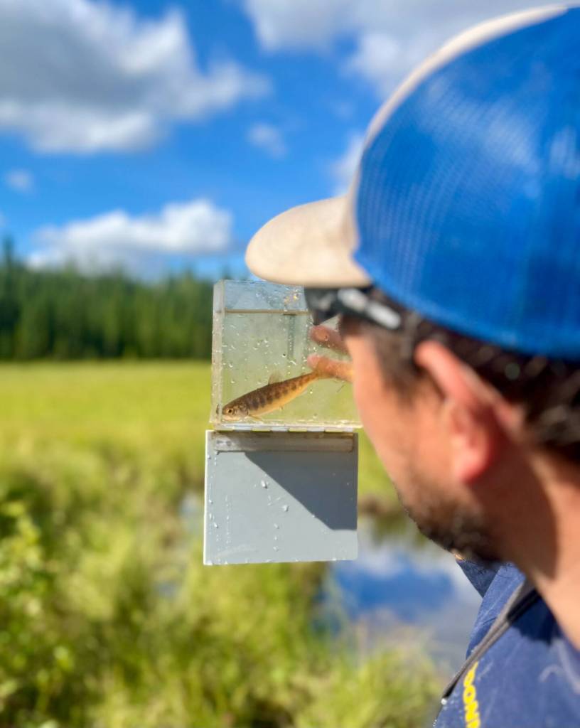 A participant in Cook Inletkeeper’s Mapping Salmon Habitat Solution eyes a baby salmon during a field day in August 2025. Every year, Cook Inletkeeper creates programs designed to get community members involved with mapping salmon habitat. Photo courtesy of David Knight, Cook Inletkeeper