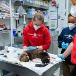 Alaska SeaLife Center staff work to rehabilitate an orphaned sea otter pup. Photo courtesy of Kaiti Grant | Alaska SeaLife Center