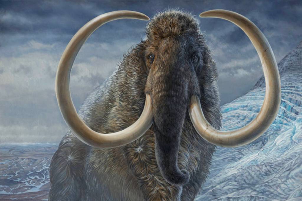 James Havens of Anchorage painted this image of a woolly mammoth that illustrated a cover of Science magazine in which appeared the work of UAF’s Matthew Wooller and his colleagues. Photo provided by Ned Rozell