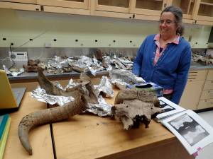 Pam Groves of the University of Alaska Fairbanks looks at bones of ancient creatures she has gathered over the years from northern rivers. The remains here include musk oxen, steppe bison and mammoth. Photo courtesy Ned Rozell