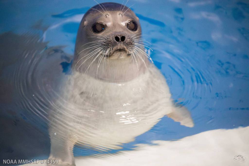 A young male ringed seal, rescued from an oilfield in Alaska's Beaufort Sea on Dec. 17, 2025, is receiving care at the Alaska SeaLife Center in Seward, Alaska. Photo courtesy Kaiti Grant/Alaska SeaLife Center