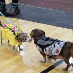 Delcenia Cosman/Homer News
Zoey the chihuahua (left) and Doxy the mini dachshund (right) greet each other during the Snow Rondi dog show on Sunday, March 1<ins>, 2026,</ins> at Chapman School<ins> in Anchor Point, Alaska</ins>. Zoey won the prize for Best Costume.