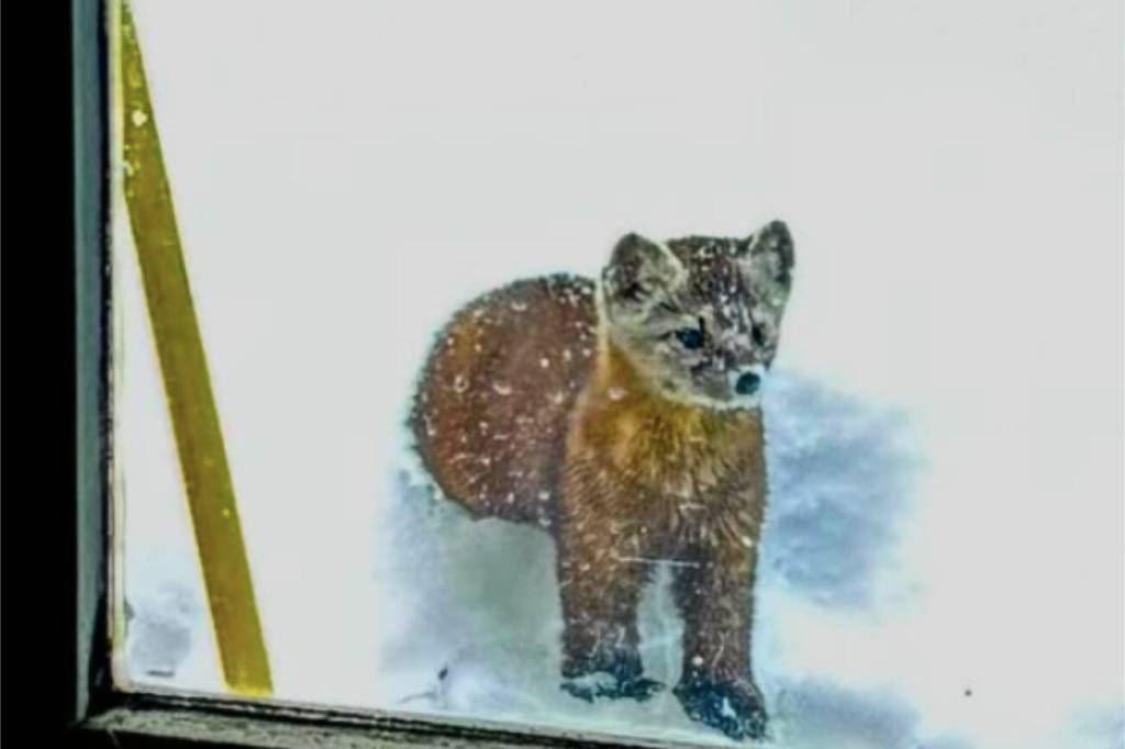 A marten visits the Fairbanks home of Tim Walker. Walker has seen the animal several times. Photo courtesy Tim Walker