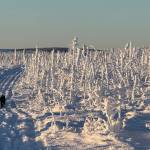 Ned Rozell and his dog Cora move uphill on a trip in the White Mountains National Recreation Area in January 2026. Photo courtesy Chris Swingley