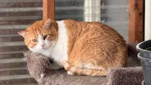 Monty is a cat diverted from the Kenai Animal Shelter to Clear Creek Cat Rescue and rehomed through CCCRs Barn Cat Project in November 2024. Photo provided by Kelleigh Orthmann