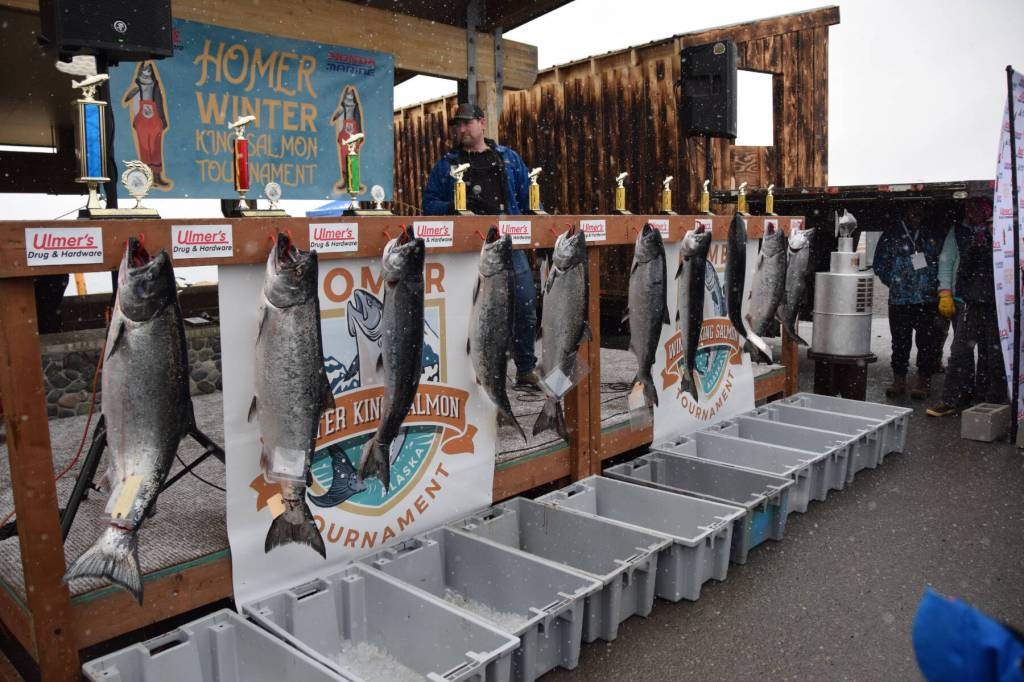 The top 10 winning fish from the 32nd annual Homer Winter King Tournament are displayed prior to the awards presentation on Saturday, April 4, 2026, in Homer, Alaska. (Delcenia Cosman/Homer News)