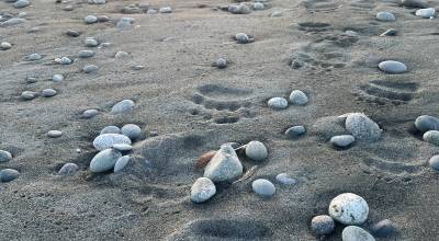 Paul Salopek, a writer who has been walking around the world for more than a decade, strides along the bear-footed beachfront near Malaspina Glacier in August 2025. Photo courtesy Ned Rozell