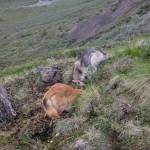 Friday and Rebel stick their snouts deep into pika burrows. Photo courtesy Aaron Wilbur