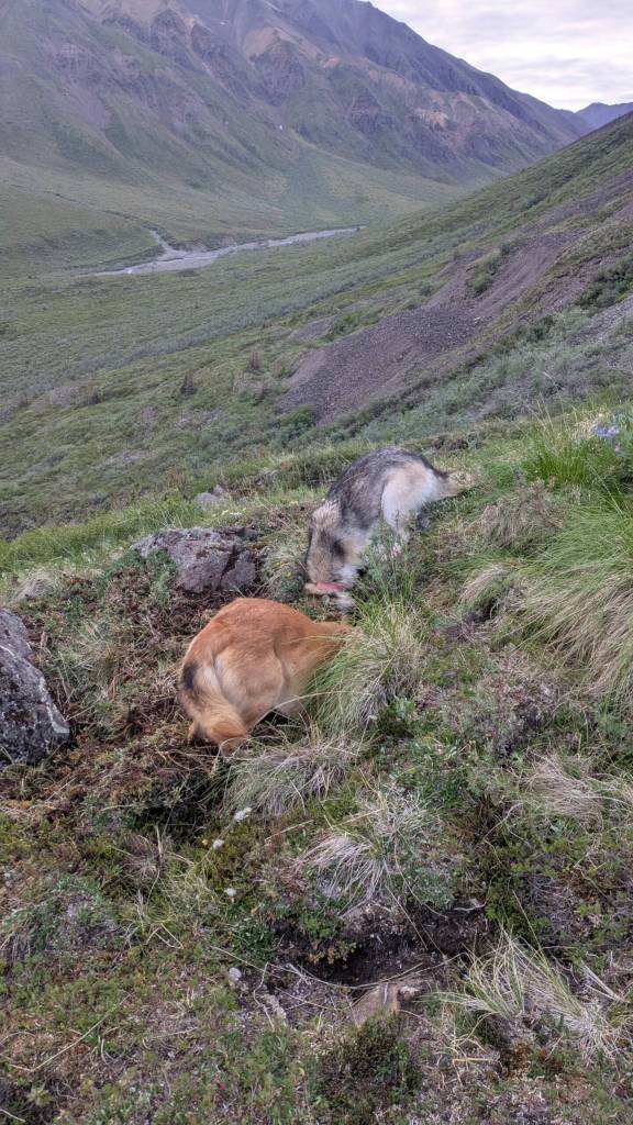 Friday and Rebel stick their snouts deep into pika burrows. Photo courtesy Aaron Wilbur