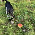 Merlin uses his nose to find a stick near an Amanita muscaria mushroom. Photo courtesy Owen Larson