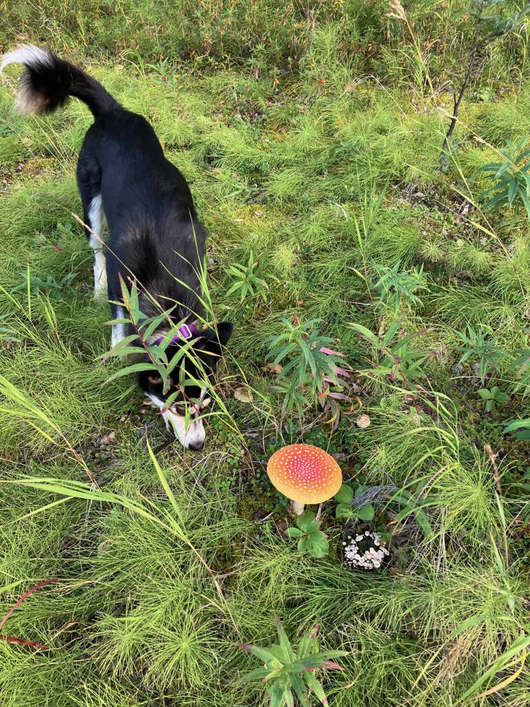 Merlin uses his nose to find a stick near an Amanita muscaria mushroom. Photo courtesy Owen Larson